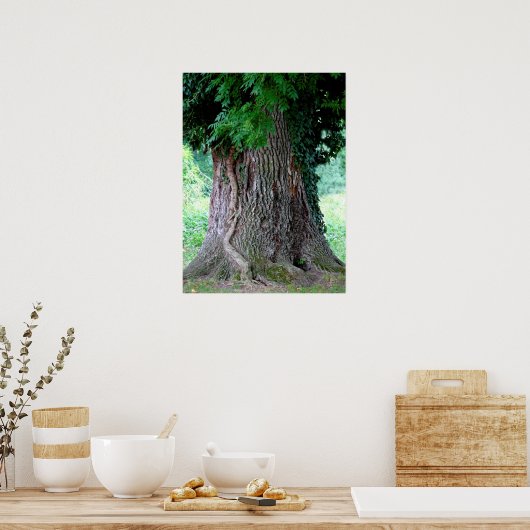 Baumstamm einer Esche, alter Baum mit Blätter, Poster (Keuken)