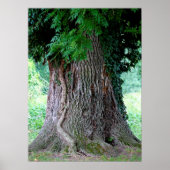 Baumstamm einer Esche, alter Baum mit Blätter, Poster (Voorkant)