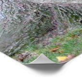 Baumstamm einer Esche, alter Baum mit Blätter, Poster (Hoek)