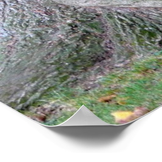 Baumstamm einer Esche, alter Baum mit Blätter, Poster (Hoek)