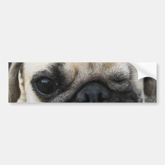 Bauwk ... Pug Dog ... か わ い 子 犬 Bumpersticker (Voorkant)