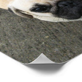 Bauwk ... Pug Dog ... か わ い 子 犬 Poster (Hoek)
