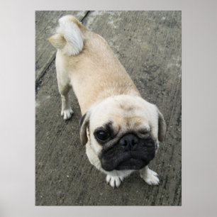 Bauwk ... Pug Hond ... schattige Puppy Poster