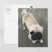 Bauwk ... Soi Dog, Thailand Briefkaart (Voorkant / Achterkant)