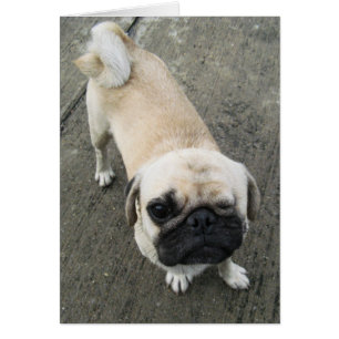 Bauwk ... Soi Dog, Thailand Kaart