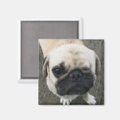 Bauwk ... Soi Dog, Thailand Magneet (Voorkant / Achterkant)