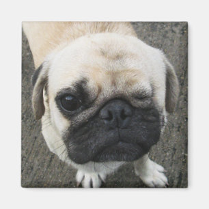 Bauwk ... Soi Dog, Thailand Magneet