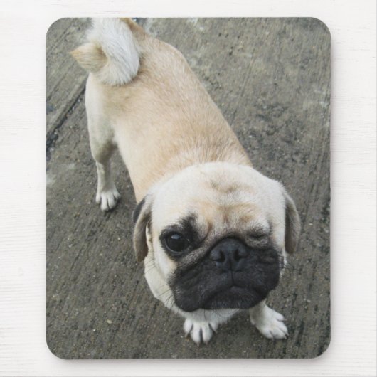 Bauwk ... THAI PUG DOG Muismat (Voorkant)