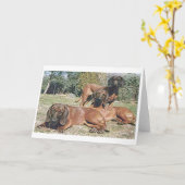 Bavarian Mountain Hound Dog Blank Wenskaart Kaart (Gele Bloem)