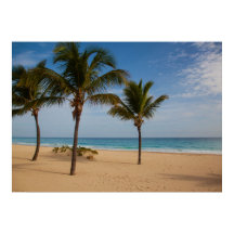 Bavaro Beach, Dominicaanse Republiek Coconut Trees