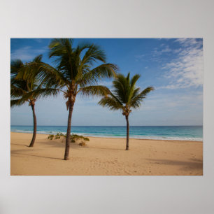 Bavaro Beach, Dominicaanse Republiek Coconut Trees Poster