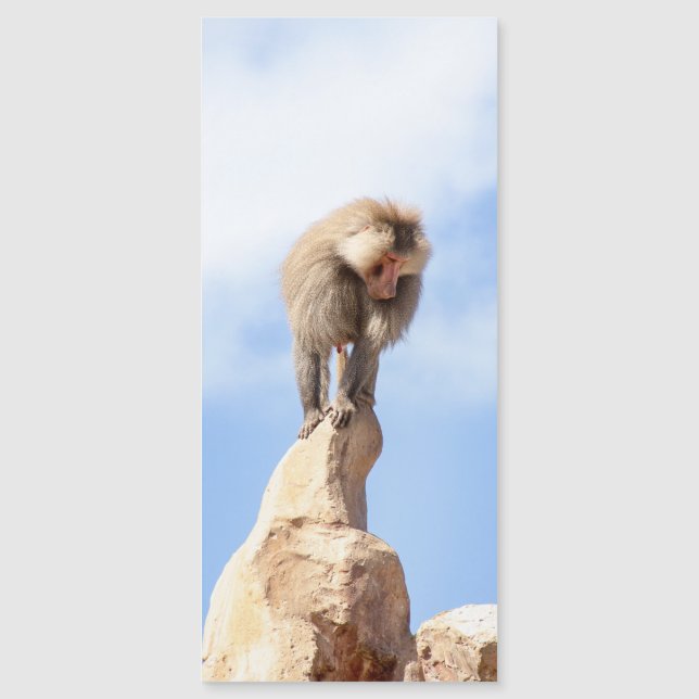 Baviaan aap boven op een berg (Voorkant)