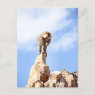 Baviaan aap boven op een berg briefkaart
