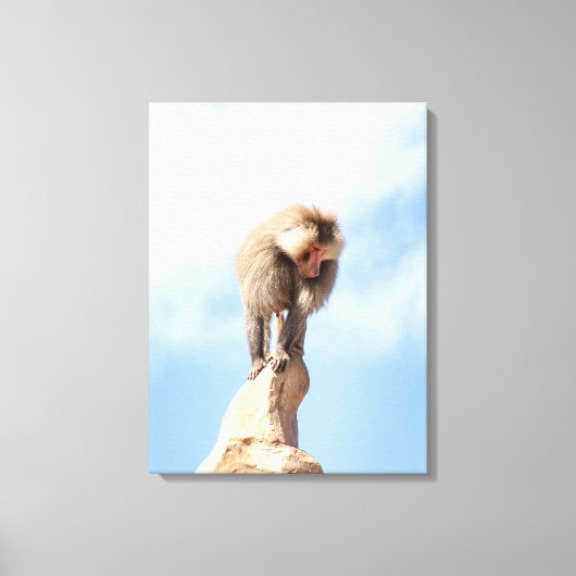 Baviaan aap boven op een berg canvas afdruk (Voorkant)