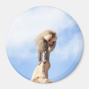Baviaan aap boven op een berg magneet