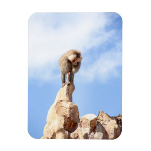 Baviaan aap boven op een berg magneet