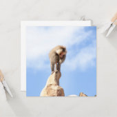 Baviaan aap op de top van een berg kaart (Voorkant / Achterkant in situ)