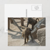 Baviaanansichtkaart Briefkaart (Voorkant / Achterkant)