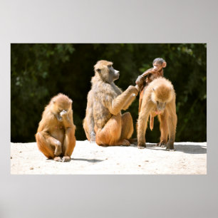 Bavianen en jongeren poster