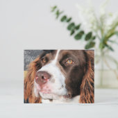 Baxter - English Springer Spaniel Photo-06 Briefkaart (Staand voorkant)