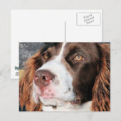 Baxter - English Springer Spaniel Photo-06 Briefkaart (Voorkant / Achterkant)