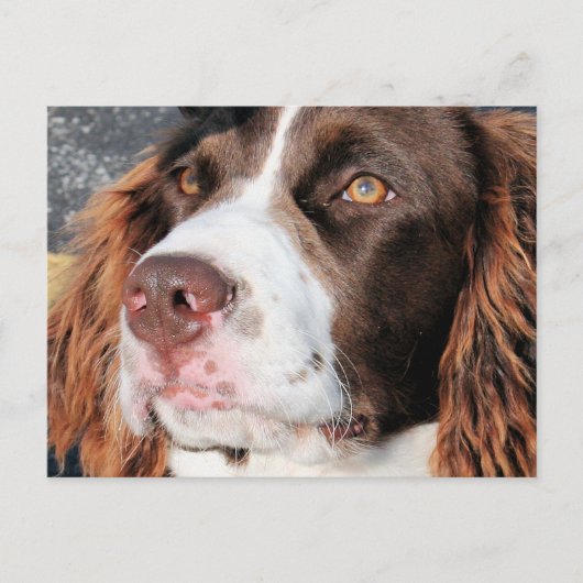 Baxter - English Springer Spaniel Photo-06 Briefkaart (Voorkant)