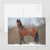 Bay Andalucian Stallion staat op sneeuw Briefkaart (Voorkant / Achterkant)