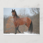 Bay Andalucian Stallion staat op sneeuw Briefkaart (Voorkant)