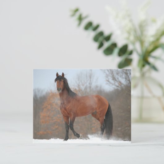 Bay Andalucian Stallion staat op sneeuw Briefkaart (Staand voorkant)