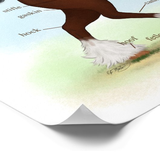 Bay Clydesdale Draft Horse Anatomee Poster (Hoek)