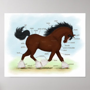Bay Clydesdale Draft Horse Anatomee Poster