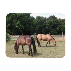 Bay en Dun Paarden Grazen in Weiland Magneet