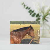 Bay Horse and Fence Briefkaart (Staand voorkant)