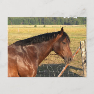 Bay Horse and Fence Briefkaart