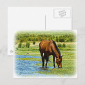 Bay Horse Briefkaart (Voorkant / Achterkant)