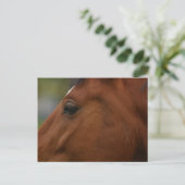 Bay Horse Closeup Briefkaart (Staand voorkant)