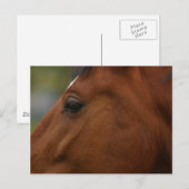 Bay Horse Closeup Briefkaart (Voorkant / Achterkant)