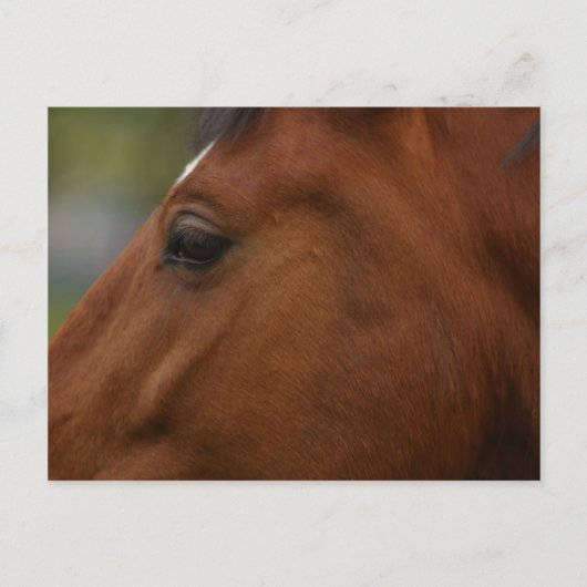 Bay Horse Closeup Briefkaart (Voorkant)