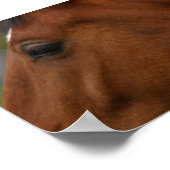 Bay Horse Closeup Poster (Hoek)