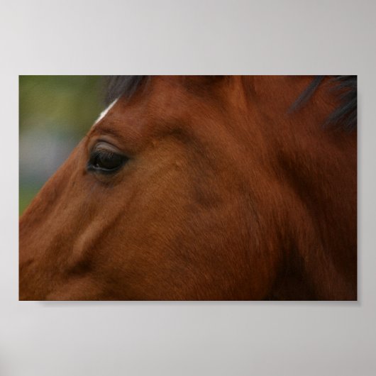 Bay Horse Closeup Poster (Voorkant)