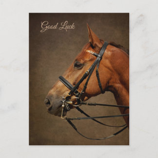 Bay Horse en Bridle Succes Briefkaart