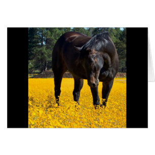 Bay Horse in een Gebied van Gele Bloemen