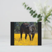 Bay Horse in een Gebied van Gele Bloemen Briefkaart (Staand voorkant)