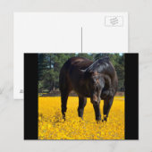 Bay Horse in een Gebied van Gele Bloemen Briefkaart (Voorkant / Achterkant)
