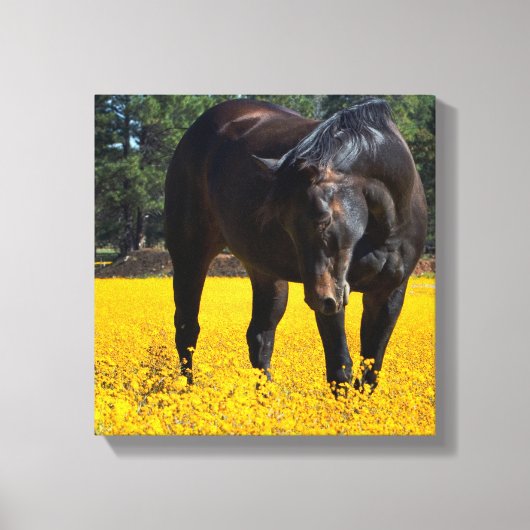 Bay Horse in een Gebied van Gele Bloemen Canvas Afdruk (Voorkant)