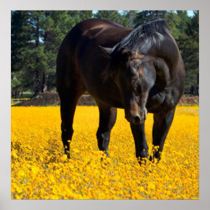 Bay Horse in een Gebied van Gele Bloemen Poster