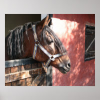  Bay Horse in een onbuigzame zonsondergang