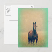 Bay Horse in een veld Briefkaart (Voorkant / Achterkant)