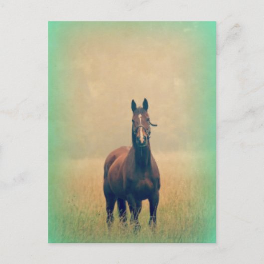Bay Horse in een veld Briefkaart (Voorkant)
