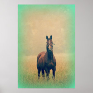 Bay Horse in een veld Poster